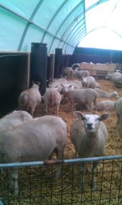 flexstal schapen E6-24b