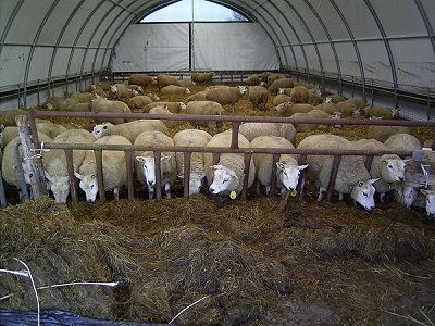 Afbeeldingsresultaat voor huisvesting schaap